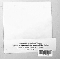 Phyllosticta sycophila image